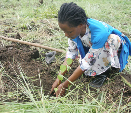 Lamwo-LWF to plant over 32,000 trees to inhibit environmental destruction in refugee settlement