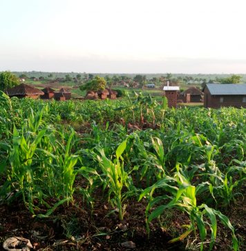 Unruly food cuts send refugees into farming amid lockdown.