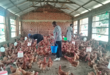 West Nile Women Building New Poultry Sector from Scratch