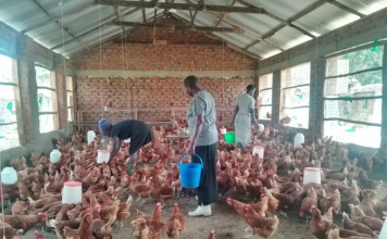 West Nile Women Building New Poultry Sector from Scratch