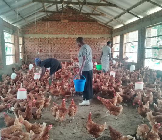 West Nile Women Building New Poultry Sector from Scratch